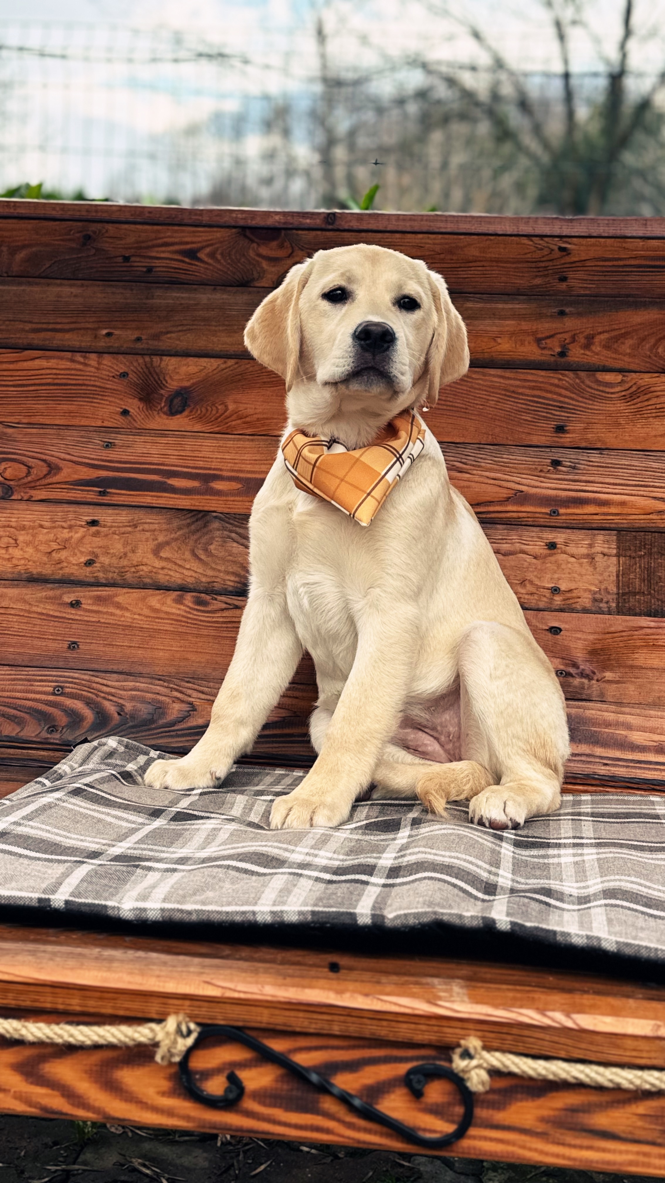 Fever of Love By Topaz Kennel